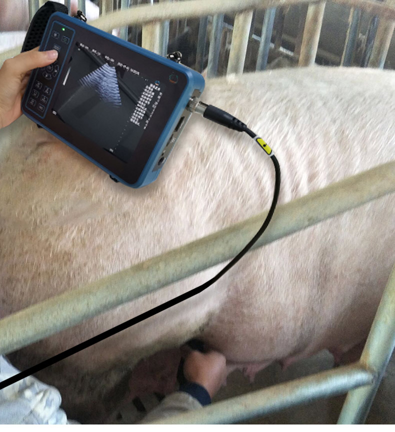 5.6 Inch Livestock Portable Ve - Livestock Ultrasound Pregnancy 评论和价格