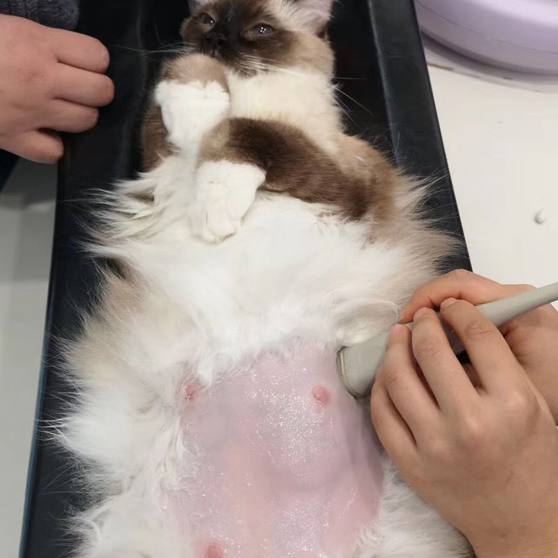 Small Size    Animal Xray Mach - Veterinary X Ray Machine 评论和价格