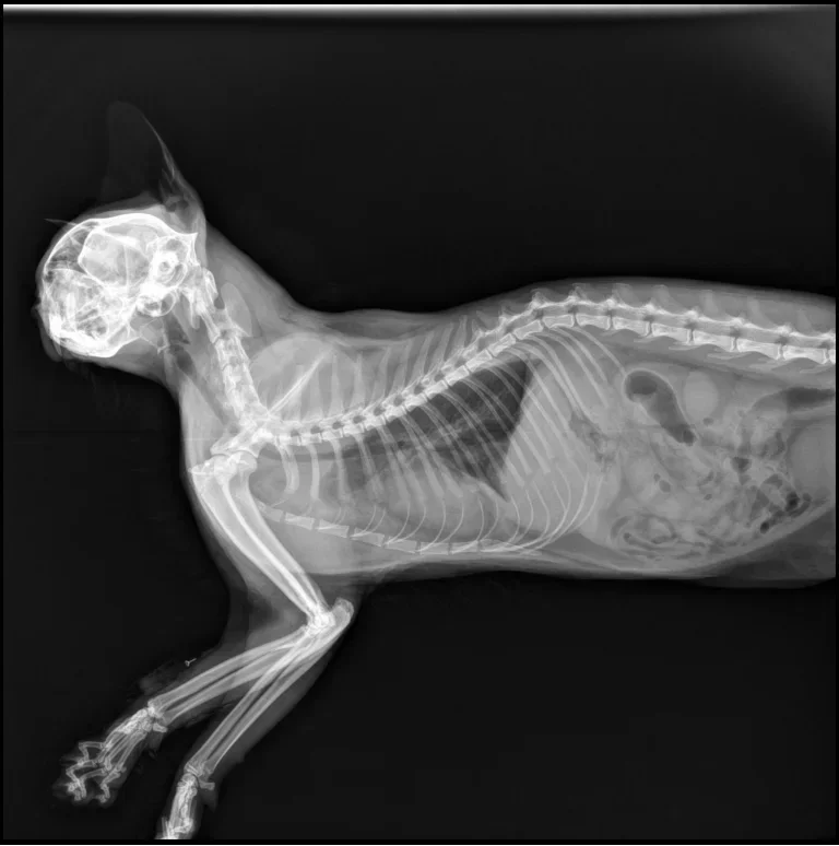 17*17 Flat Panel Detector Vete - Veterinary X Ray Machine 评论和价格